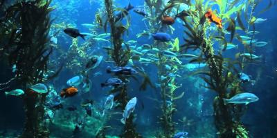 Aquariums