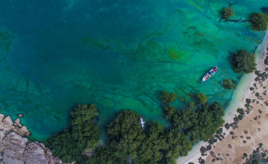 Mangroves Forest, Farasan